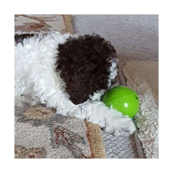 Woof Ball Dog Toy - Planet Dog