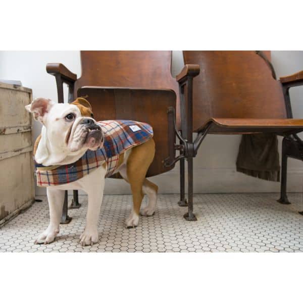 Billy Wolf Porter Dog Coat - LIMITED QUANTITIES